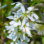 Amelanchier laevis 'Ballerina'