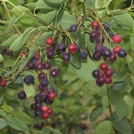 Amelanchier laevis 'Ballerina'