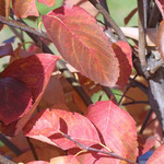 Amelanchier laevis 'Ballerina'