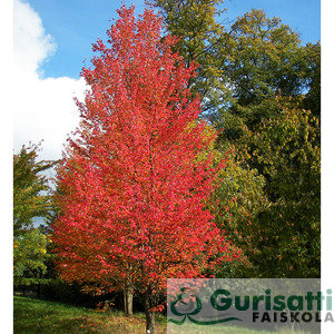 Acer freemanii 'Armstrong' (NACFRAR)