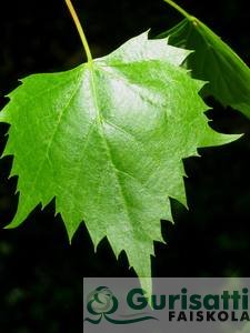 Tilia mongolica 'Harvest Gold' (NTIMOHG)