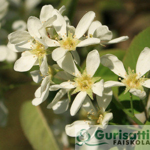 Amelanchier arb. 'Robin Hill' (NAMARRH)