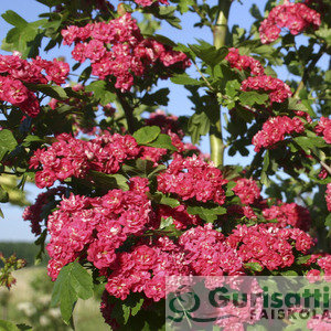 Crataegus la. 'Paul's Scarlet' (NCRLAPS)